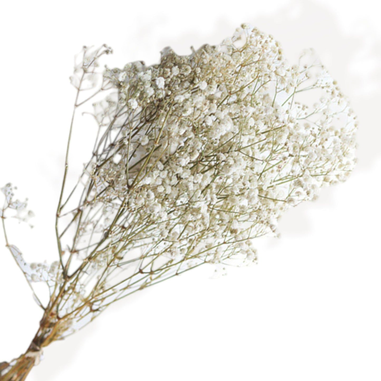 Neutral Dried Pampas Grass and Billy Balls Floral Arrangement