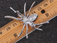 Enamel Spider Jewelry Pin Brooch