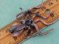Copper Topaz Colored Nautical Octopus Legs Brooch Pin