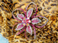 Lily Floral Flower Pink Statement Hawaiian Brooch Pin