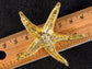 Colored Sea Starfish Brooch Pin