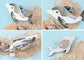 Alilang Silvery Tone White Abalone Shell Dolphin Ocean Sea Animal Brooch Pin Pendant