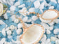 Seashell Half Shells Ocean Inspo Design Drop Earrings