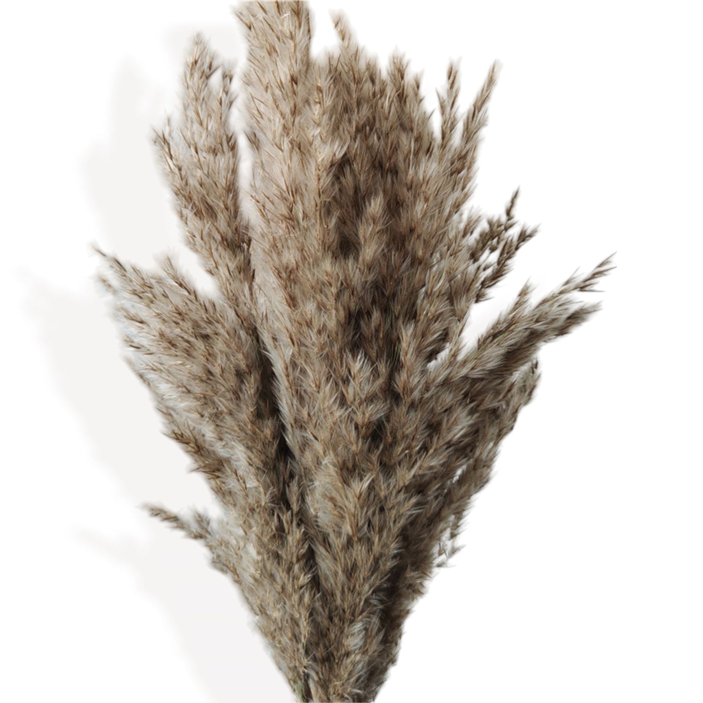 Dried Floral Arrangement with Pampas Grass and Textured Accents