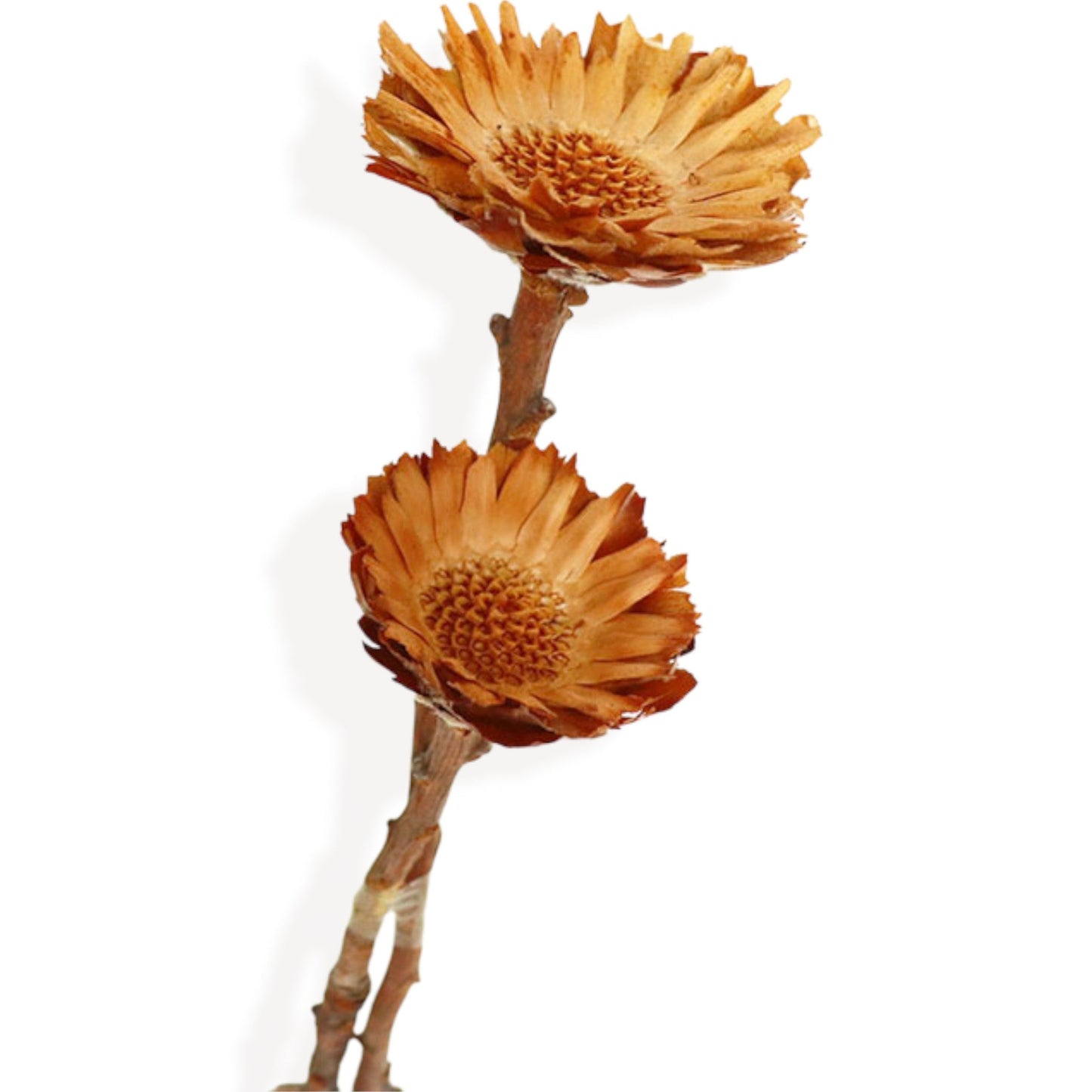 Dried Floral Bouquet with Pampas Grass, Baby¡¯s Breath, and Eucalyptus