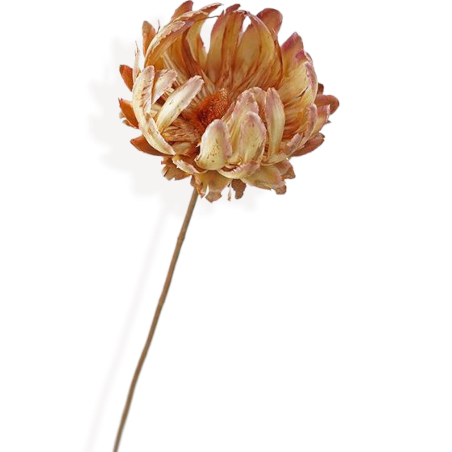 Neutral Dried Floral Arrangement with Pampas Grass and Preserved Leaves