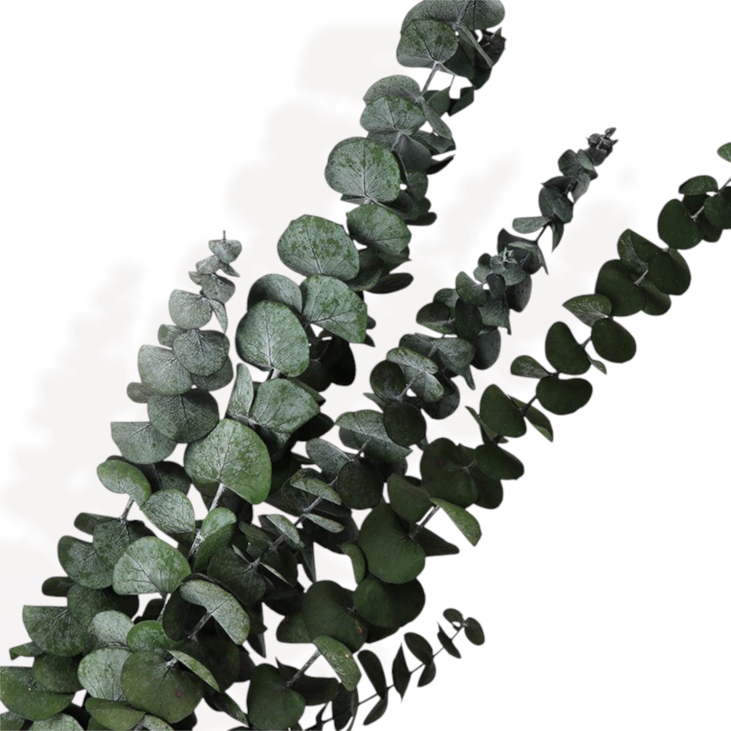 Neutral Dried Floral Arrangement with Pampas Grass and Preserved Leaves