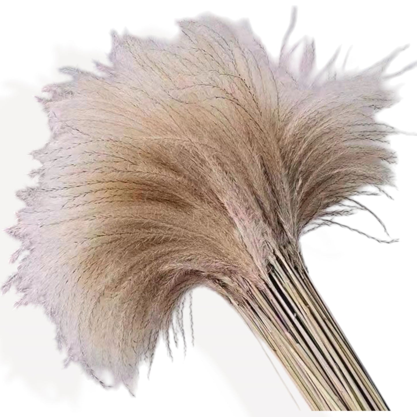 Dried Floral Arrangement with Pampas Grass, Eucalyptus, and Sunburst Accent