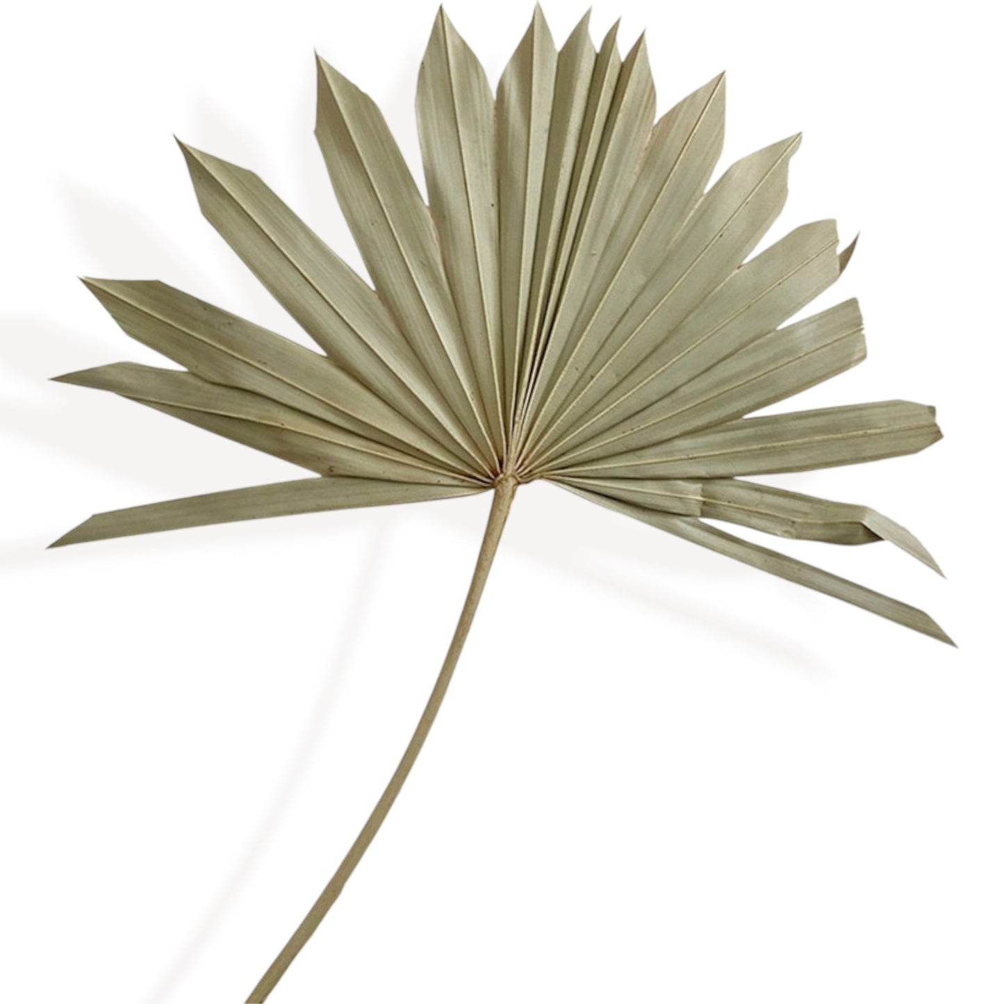 Dried Floral Arrangement with Pampas Grass, Eucalyptus, and Sunburst Accent