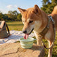 Collapsible Dog Travel Bowl with Carabiner Portable Silicone Pet Water and Food Bowl 12 oz