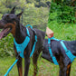 No Pull Dog Harness Reflective Adjustable Breathable Mesh Padded Pet Harness for All Breeds