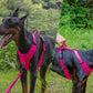 No Pull Dog Harness Reflective Adjustable Breathable Mesh Padded Pet Harness for All Breeds