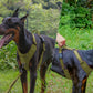 No Pull Dog Harness Reflective Adjustable Breathable Mesh Padded Pet Harness for All Breeds