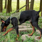 Adventure No Pull Dog Harness Adjustable Soft Padded Comfort Pet Harness Outdoors