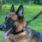 Dog Collar Adjustable Reflective Comfort Nylon Pet Collars for All Breeds