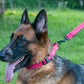 Dog Collar Adjustable Reflective Comfort Nylon Pet Collars for All Breeds