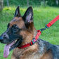 Dog Collar Adjustable Reflective Comfort Nylon Pet Collars for All Breeds