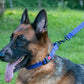 Dog Collar Adjustable Reflective Comfort Nylon Pet Collars for All Breeds