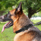 Dog Collar Reflective Comfort Padded Adjustable Adventure Nylon Pet Collars for All Breeds