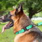 Dog Collar Reflective Comfort Padded Adjustable Adventure Nylon Pet Collars for All Breeds