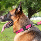 Dog Collar Reflective Comfort Padded Adjustable Adventure Nylon Pet Collars for All Breeds