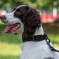 Dog Collar Reflective Adjustable Comfort Padded Nylon Pet Collars with Durable Metal Belt Buckle
