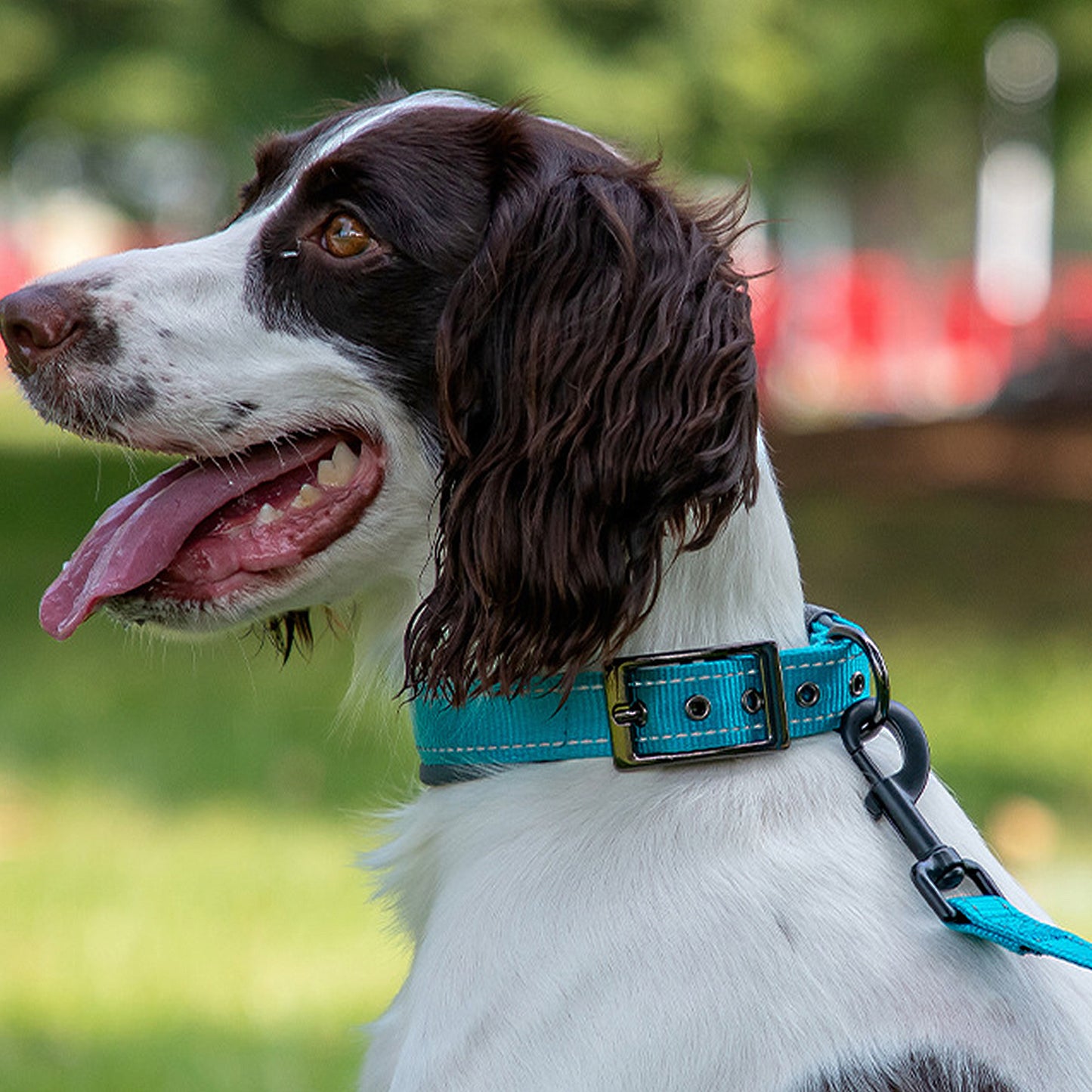 Dog Collar Reflective Adjustable Comfort Padded Nylon Pet Collars with Durable Metal Belt Buckle