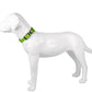Dog Collar Reflective Adjustable Comfort Padded Nylon Pet Collars with Durable Metal Belt Buckle