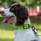 Dog Collar Reflective Adjustable Comfort Padded Nylon Pet Collars with Durable Metal Belt Buckle