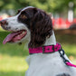 Dog Collar Reflective Adjustable Comfort Padded Nylon Pet Collars with Durable Metal Belt Buckle
