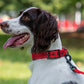 Dog Collar Reflective Adjustable Comfort Padded Nylon Pet Collars with Durable Metal Belt Buckle