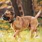Dog Collar Reflective Soft Padded Adjustable Comfort Nylon Collars for All Breeds