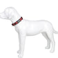 Dog Collar Reflective Soft Padded Adjustable Comfort Nylon Collars for All Breeds