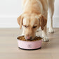 Stainless Steel Dog Bowls with Non Slip Base Easy Clean Design