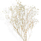 Neutral Dried Pampas Grass and Billy Balls Floral Arrangement