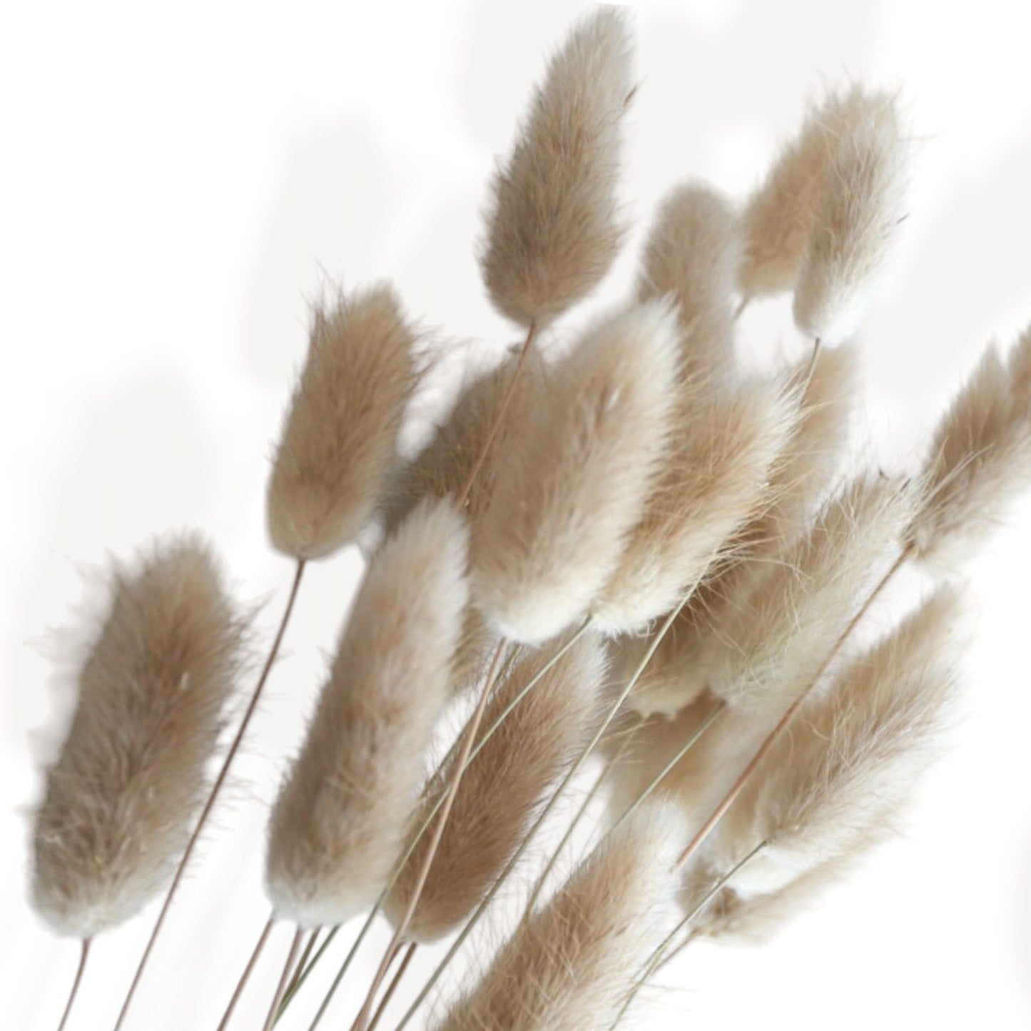 Neutral Dried Pampas Grass and Billy Balls Floral Arrangement