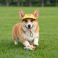 Pet Visor Sun Hat with Open Ear Design Adjustable Chin Strap Lightweight Outdoor Cap for Cats and Dogs