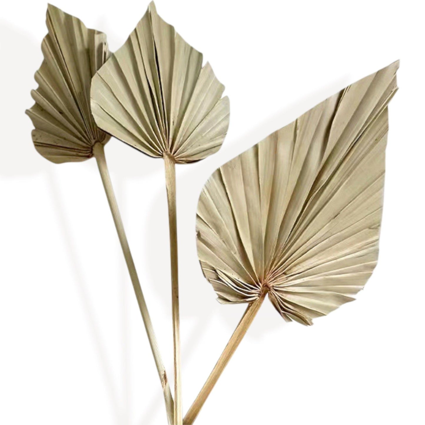 Elegant Dried Flowers Pampas and Eucalyptus Arrangement, 17.8 Inches