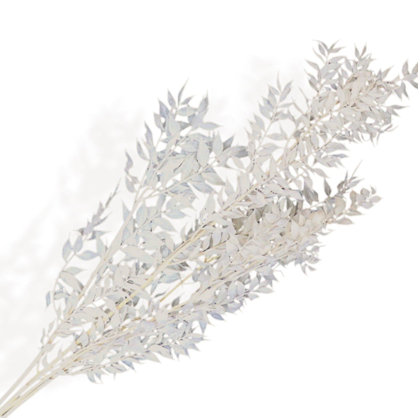 Natural Pampas Grass and Bunny Tail Dried Floral Arrangement