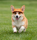 Pet Visor Sun Hat with Open Ear Design Adjustable Chin Strap Lightweight Outdoor Cap for Cats and Dogs