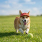 Pet Visor Sun Hat with Open Ear Design Adjustable Chin Strap Lightweight Outdoor Cap for Cats and Dogs