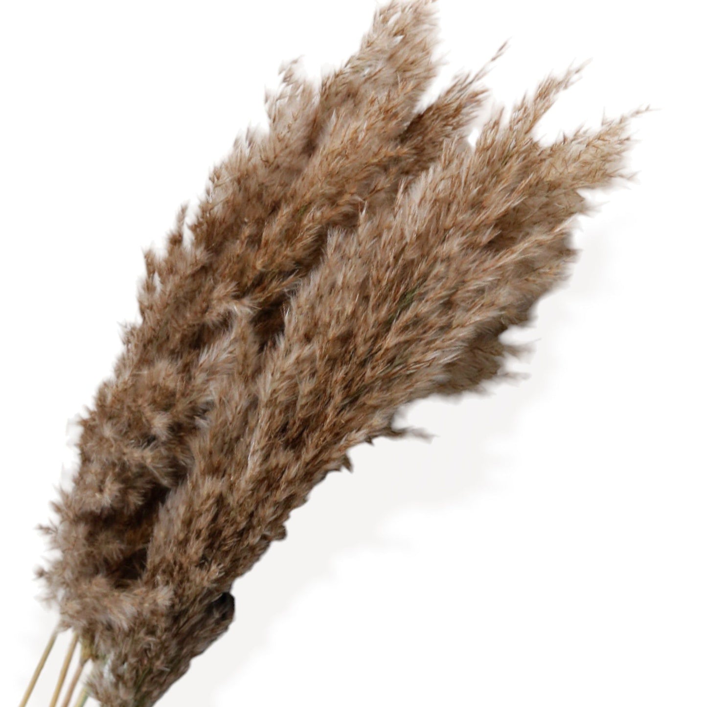Pampas Grass Dried Floral Arrangement with Yellow Strawflower