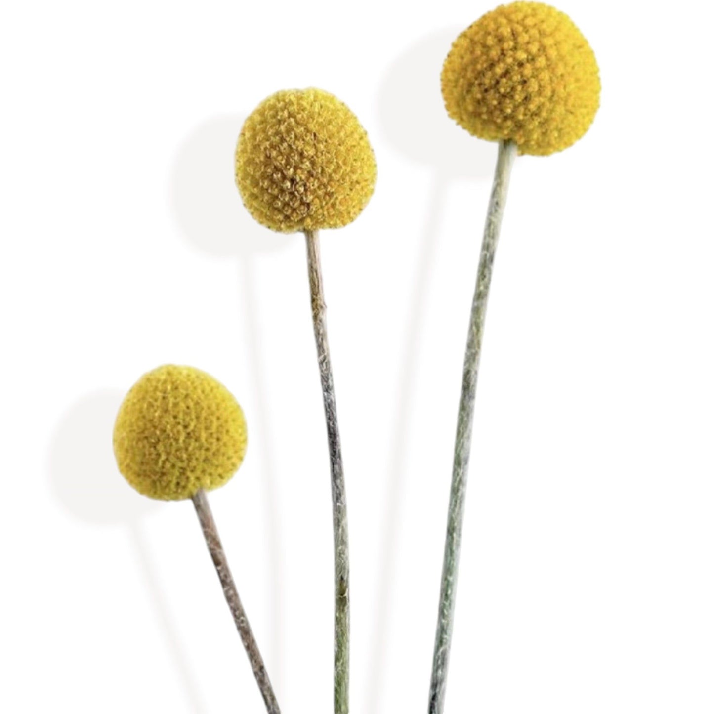 Neutral Dried Pampas Grass and Billy Balls Floral Arrangement