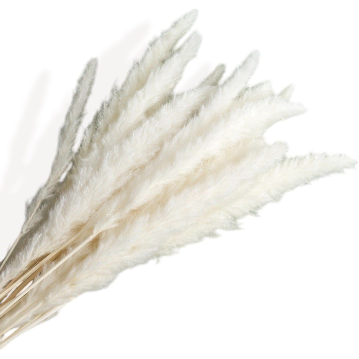 Pampas Grass and Cotton Dried Floral Arrangement with Wheat