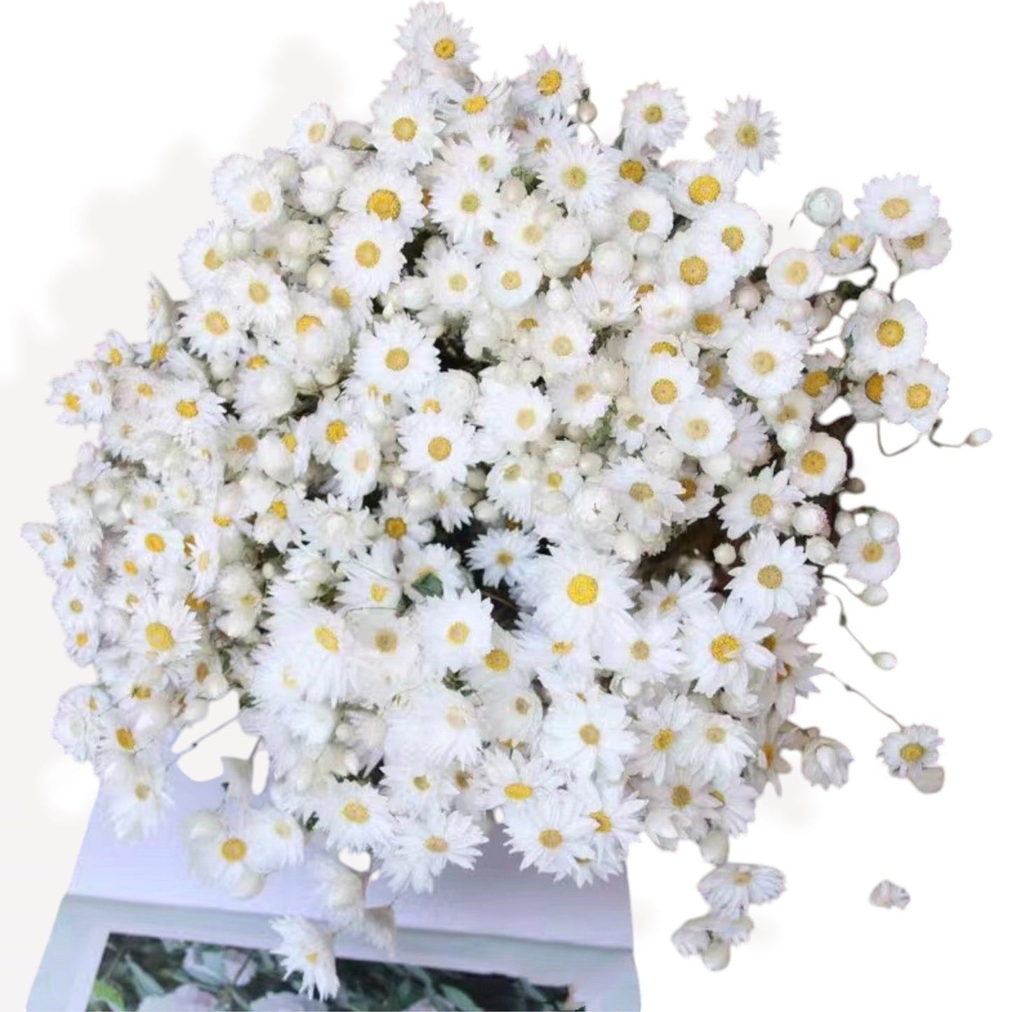 Elegant Dried Flowers Pampas and Eucalyptus Arrangement, 17.8 Inches