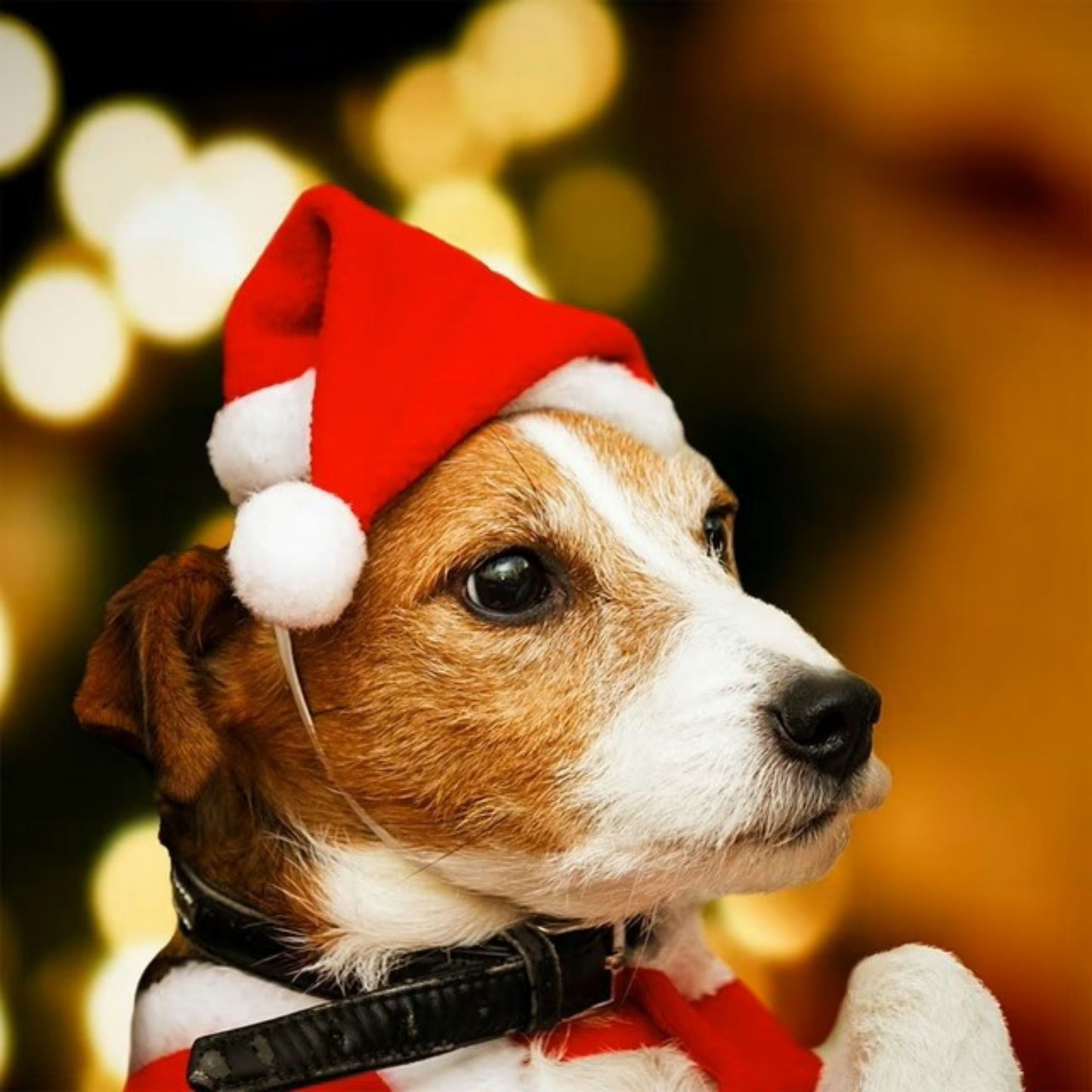 Pet Santa Hat with Elastic Chin Strap for Cats and Dogs
