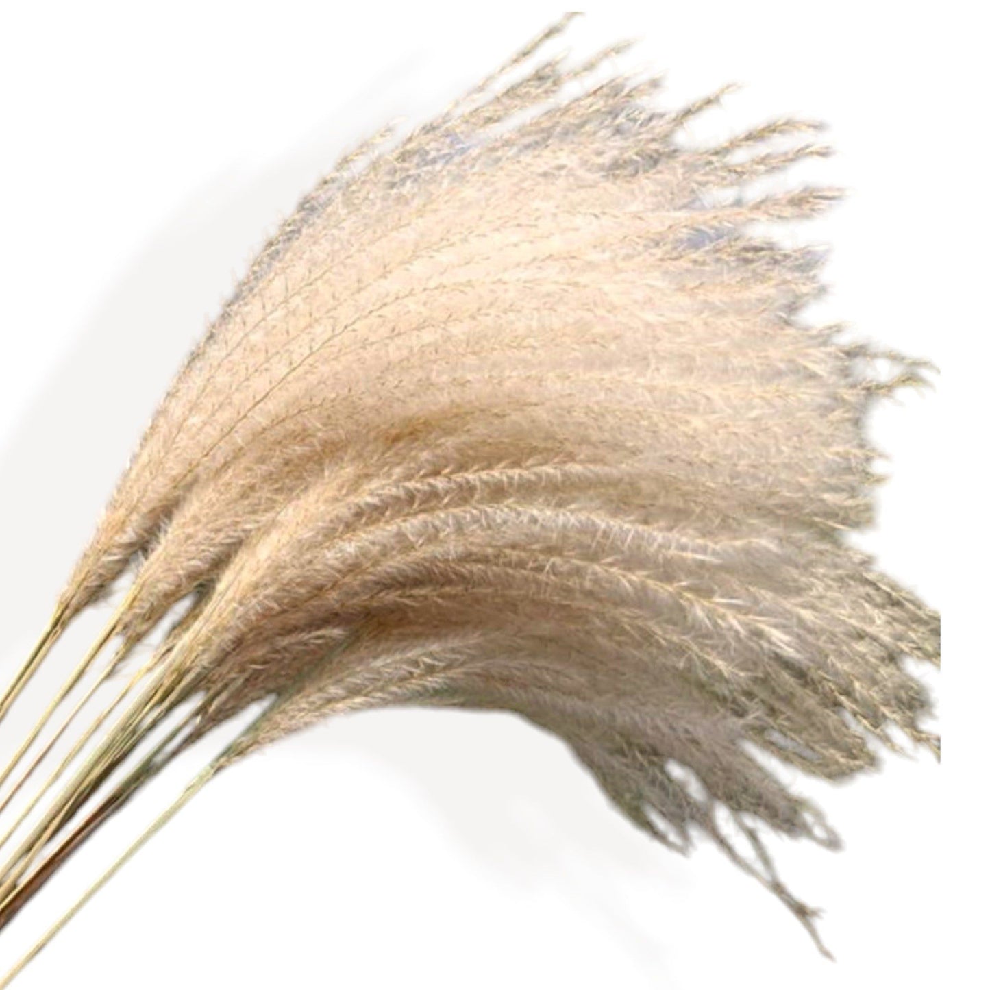 Pampas Grass and Cotton Dried Floral Arrangement with Wheat