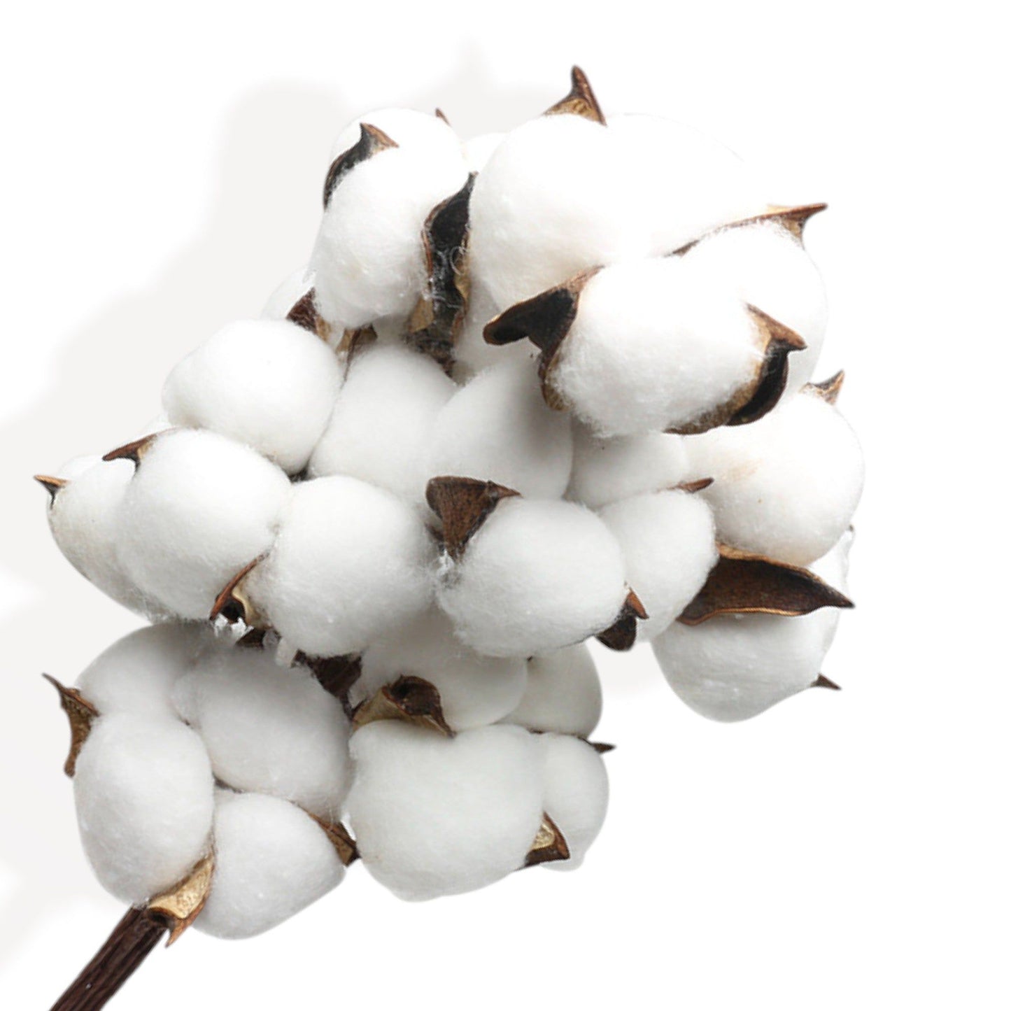 Pampas Grass and Cotton Dried Floral Arrangement with Wheat