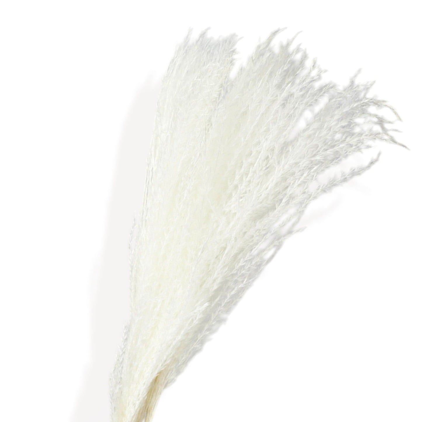 Elegant Dried Palm Leaf and Pampas Grass Floral Arrangement