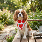 Fruit Print Pet Bandana, Soft Cotton Citrus Pattern Scarf Bib for Small Medium Dogs Cats
